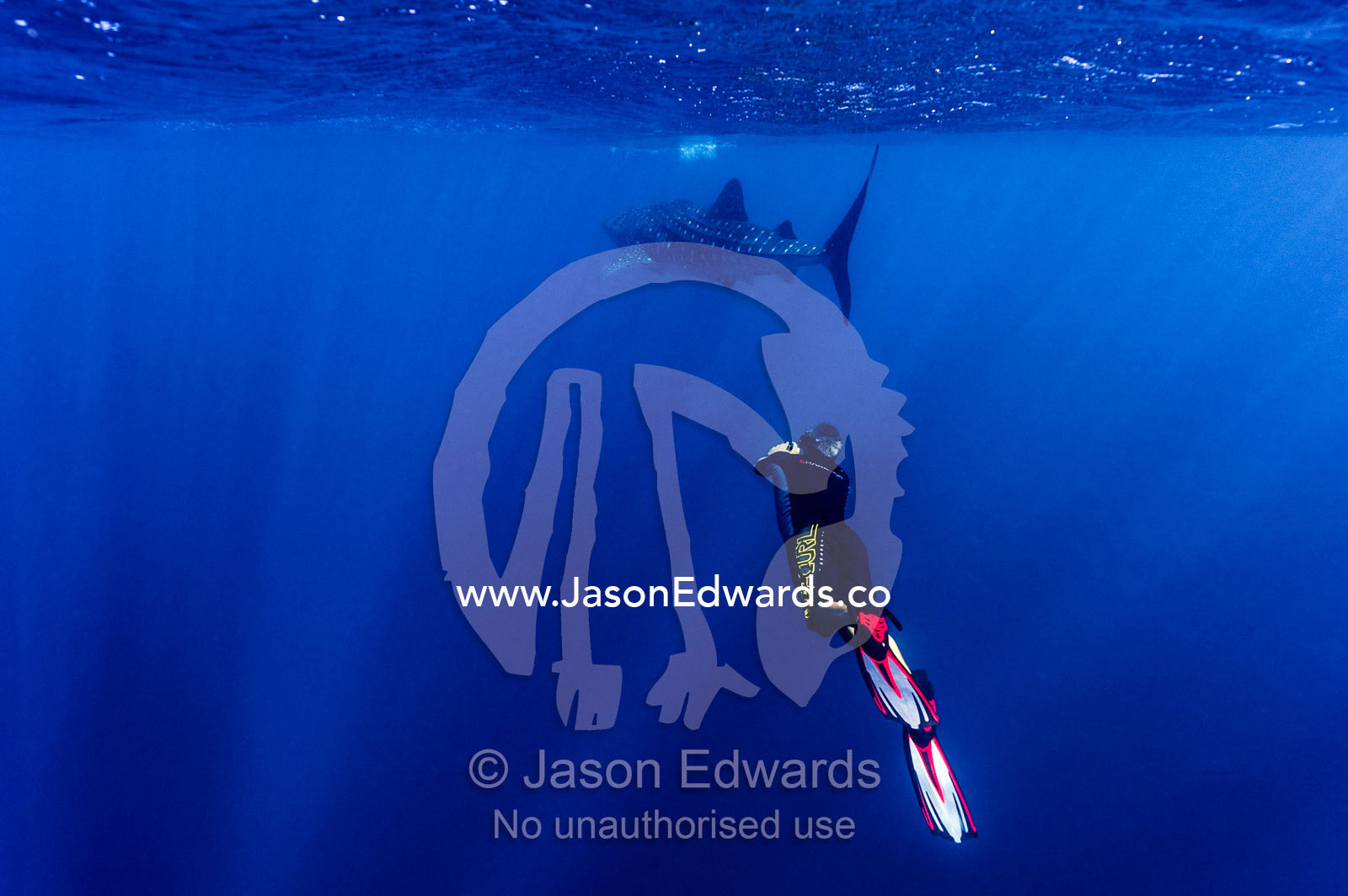 A scientist photographs Whale Shark skin markings for research. Exmouth, Ningaloo Reef, Ningaloo Marine Park, Western Australia, Australia.