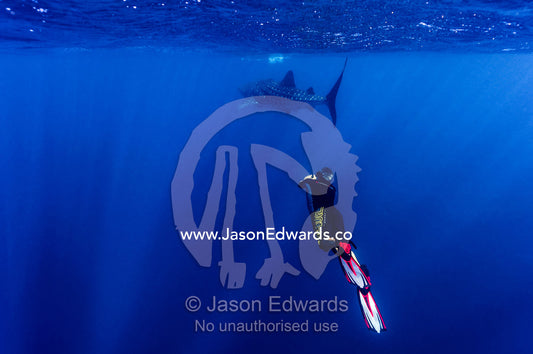 A scientist photographs Whale Shark skin markings for research. Exmouth, Ningaloo Reef, Ningaloo Marine Park, Western Australia, Australia.
