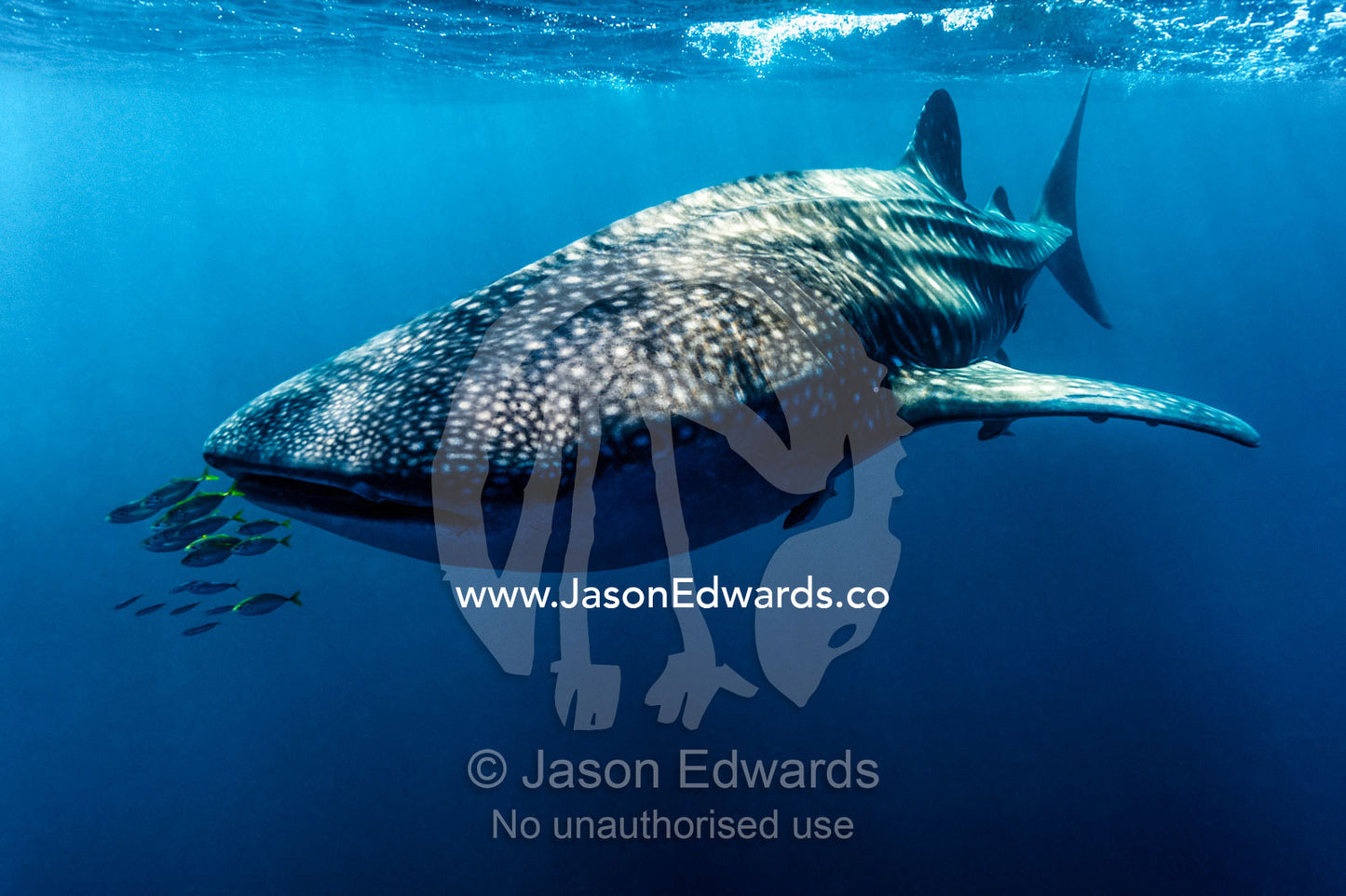 Yellowtail Fusilier swim in front of a filter feeding Whale Shark. Exmouth, Ningaloo Reef, Ningaloo Marine Park, Western Australia, Australia.