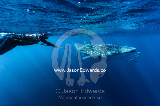 A scientist uses a harpoon to collect a Whale Shark DNA tissue sample. Exmouth, Ningaloo Reef, Ningaloo Marine Park, Western Australia, Australia.