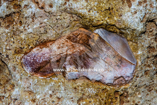 A fossilized tooth from an extinct Megalodon shark in a limestone cliff. Cape Range National Park, Exmouth, Ningaloo Reef, Western Australia, Australia.