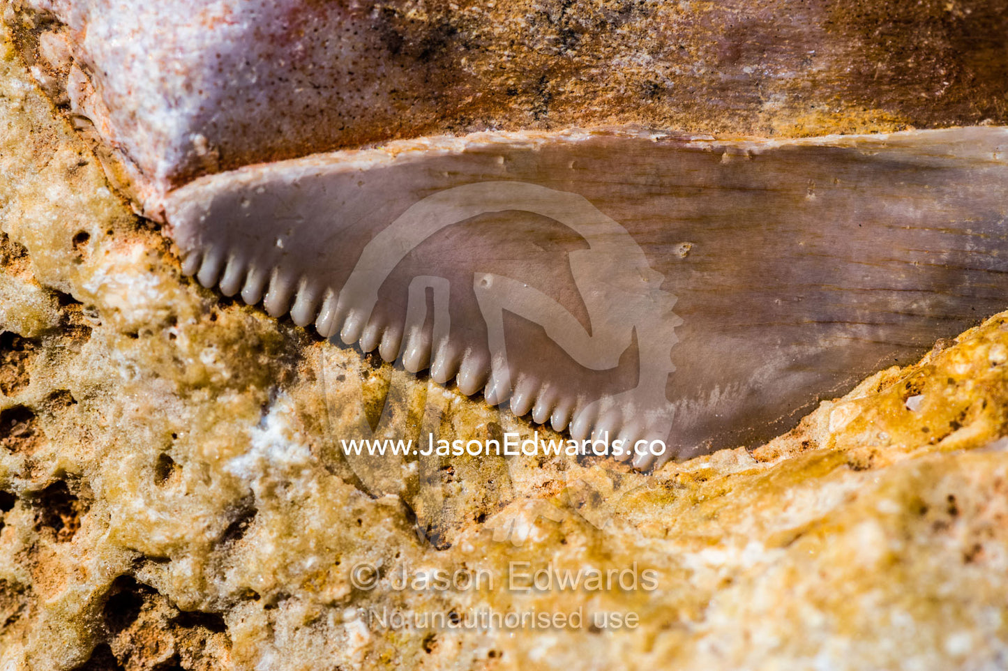 A fossilized tooth from an extinct Megalodon shark in a limestone cliff. Cape Range National Park, Exmouth, Ningaloo Reef, Western Australia, Australia.
