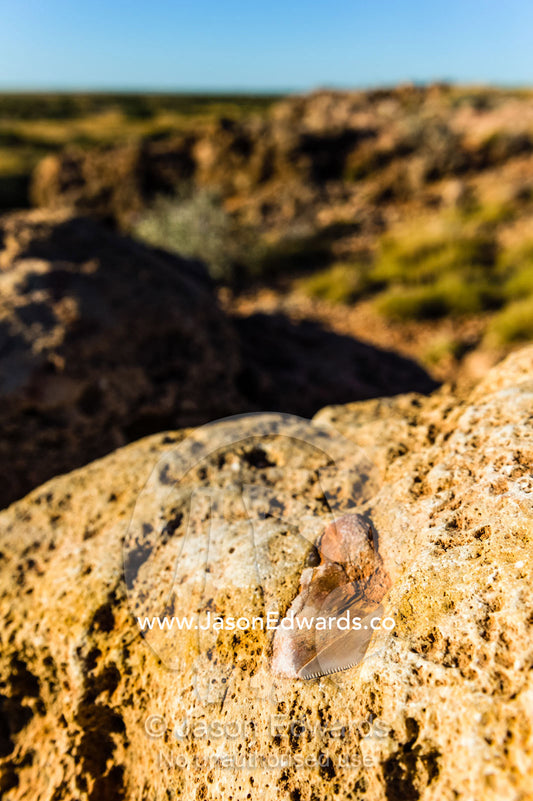 A fossilized tooth from an extinct Megalodon shark in a limestone cliff. Cape Range National Park, Exmouth, Ningaloo Reef, Western Australia, Australia.