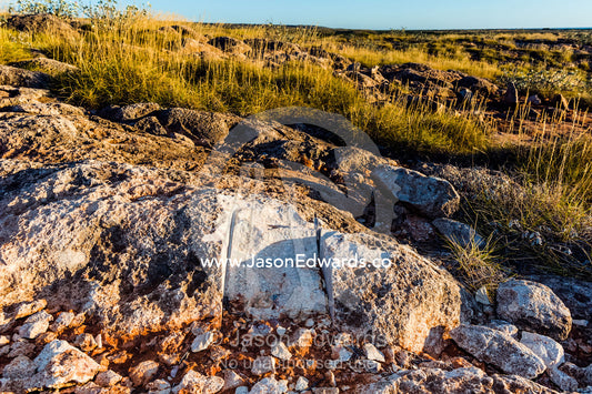 A fossilized Megalodon tooth removed from a limestone reef. Cape Range National Park, Exmouth, Ningaloo Reef, Western Australia, Australia.