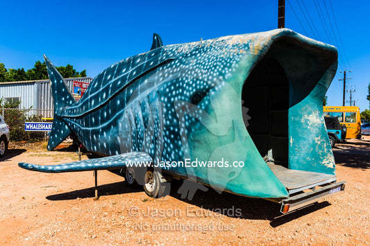 A model of a gaping Whale Shark used as a tourism office. Exmouth, Ningaloo Reef, Western Australia, Australia.