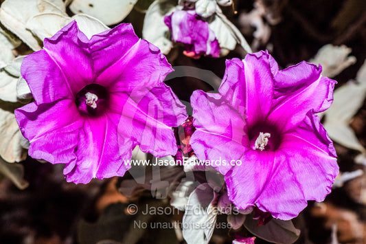 The bright purple flowers of a Flannel Bush in an arid rocky desert. Cape Range National Park, Exmouth, Ningaloo Reef, Western Australia, Australia.