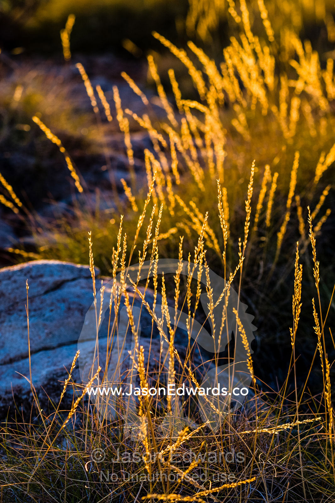 Dawn illuminates the seed heads of a desert spinifex grassland. Cape Range National Park, Exmouth, Ningaloo Reef, Western Australia, Australia.