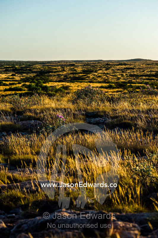 A desert spinifex grassland on an exposed ancient limestone reef. Cape Range National Park, Exmouth, Ningaloo Reef, Western Australia, Australia