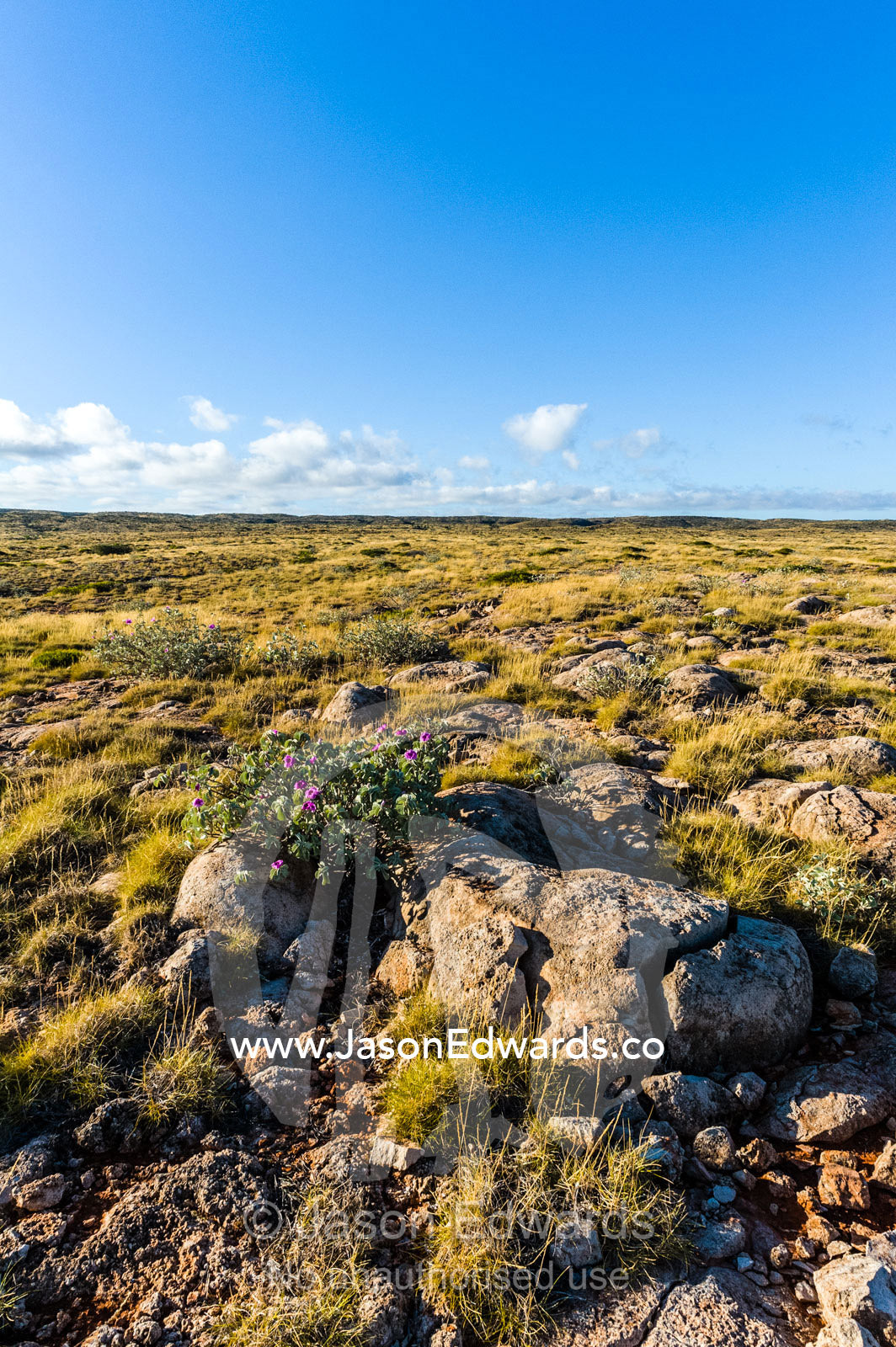 An ancient eroded limestone reef covered in desert Spinifex grass. Cape Range National Park, Exmouth, Ningaloo Reef, Western Australia, Australia.