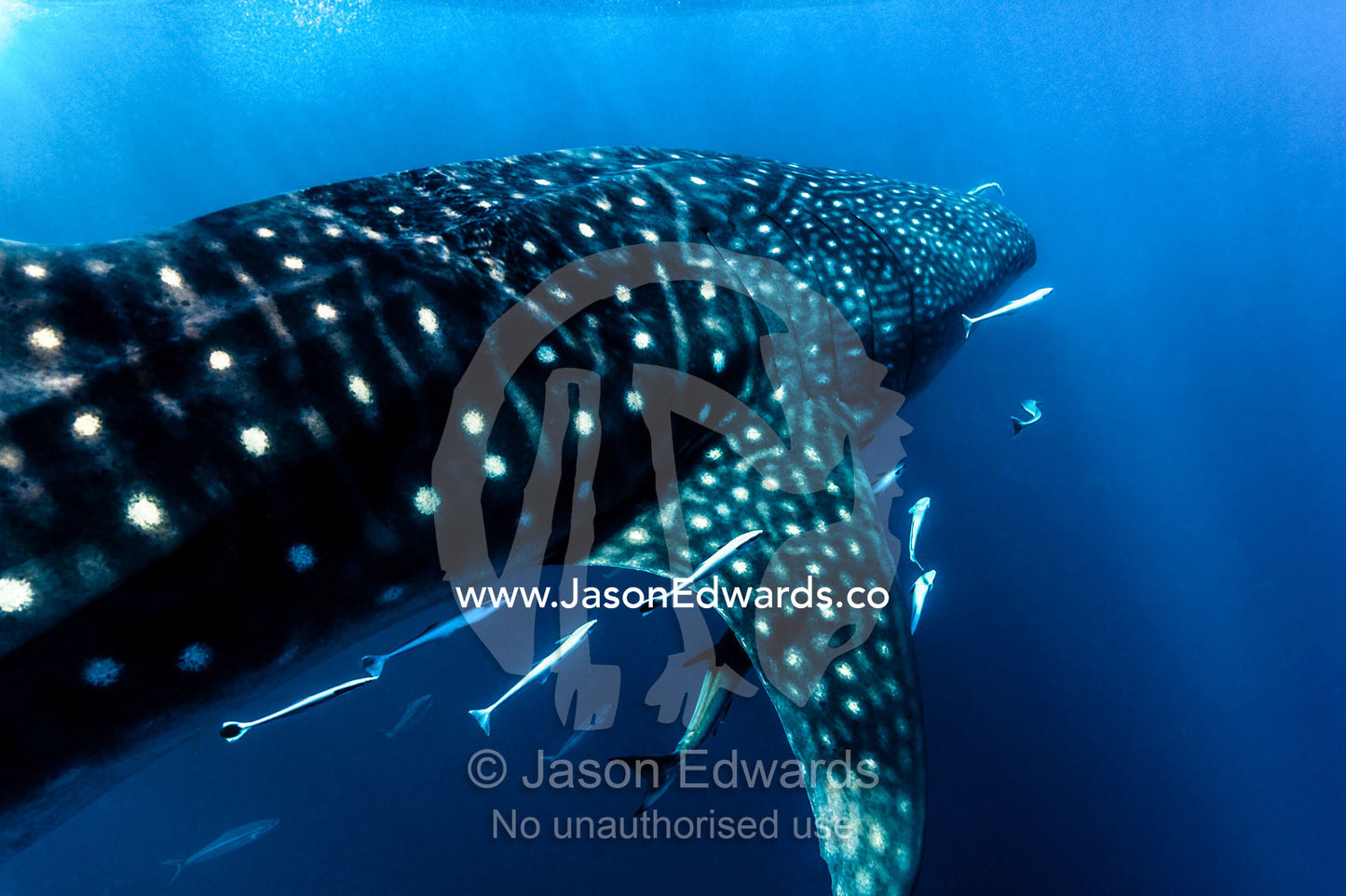 A shoal of Live Sharksuckers and Remora swim alongside a Whale Shark. Exmouth, Ningaloo Reef, Ningaloo Marine Park, Western Australia, Australia.