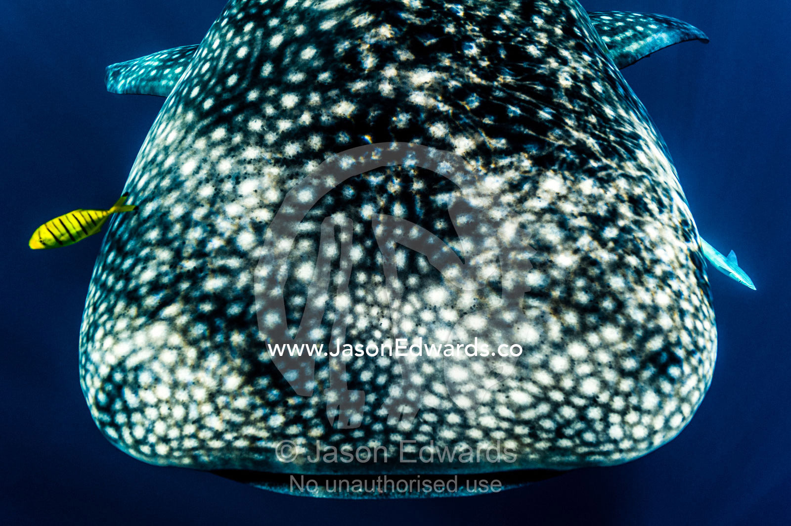 A juvenile Golden Trevally swims ahead of a feeding Whale Shark. Exmouth, Ningaloo Reef, Ningaloo Marine Park, Western Australia, Australia.