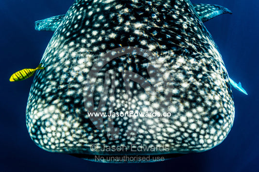 A juvenile Golden Trevally swims ahead of a feeding Whale Shark. Exmouth, Ningaloo Reef, Ningaloo Marine Park, Western Australia, Australia.