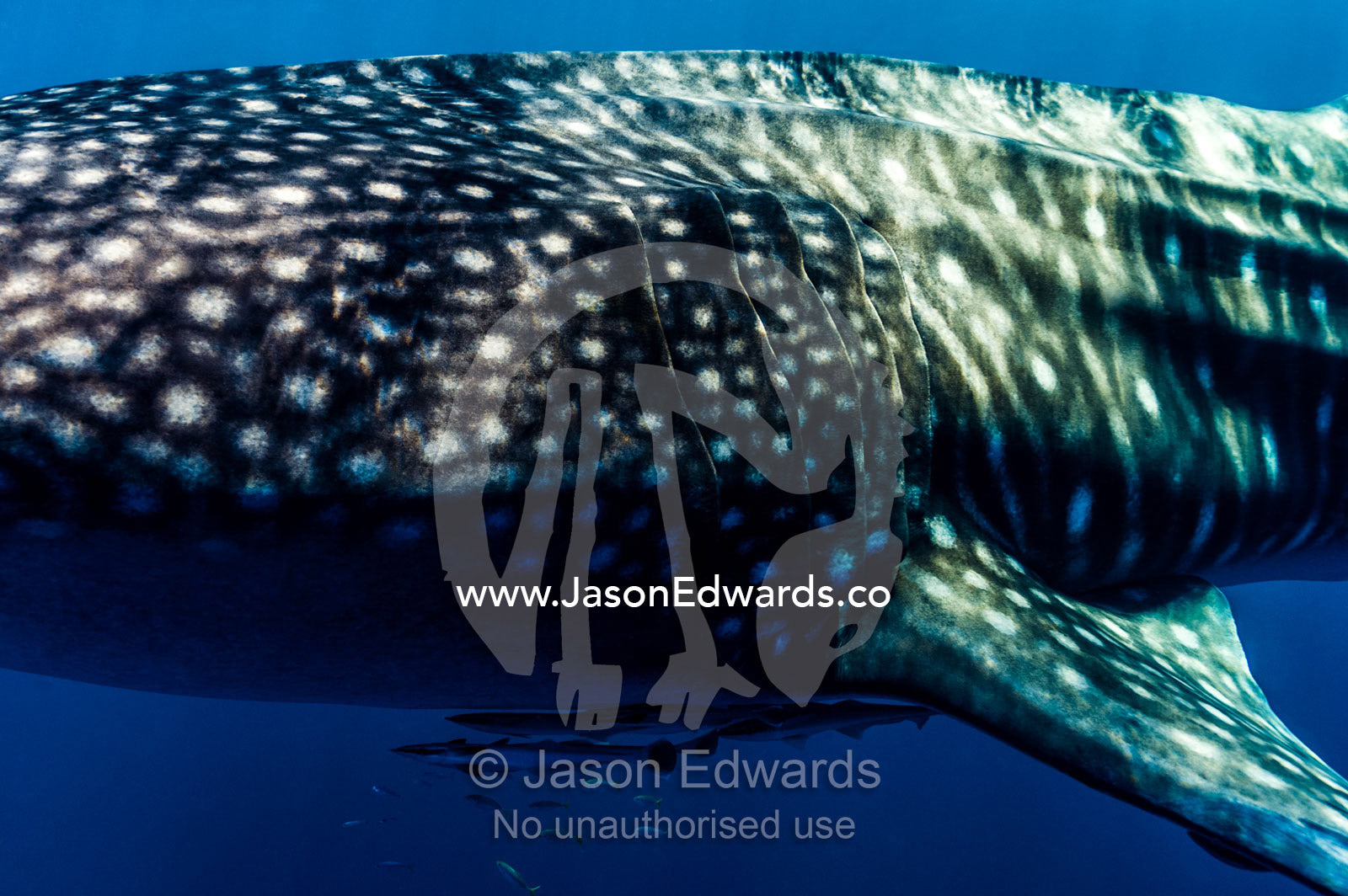 Live Sharksuckers and Remora swim alongside a Whale Sharks gills. Exmouth, Ningaloo Reef, Ningaloo Marine Park, Western Australia, Australia.