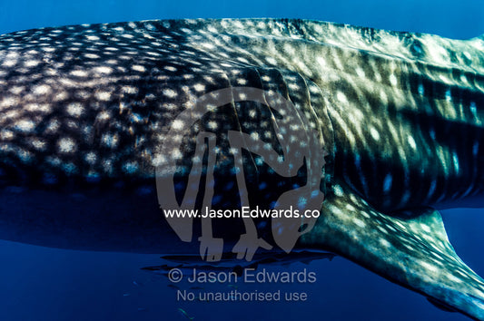 Live Sharksuckers and Remora swim alongside a Whale Sharks gills. Exmouth, Ningaloo Reef, Ningaloo Marine Park, Western Australia, Australia.