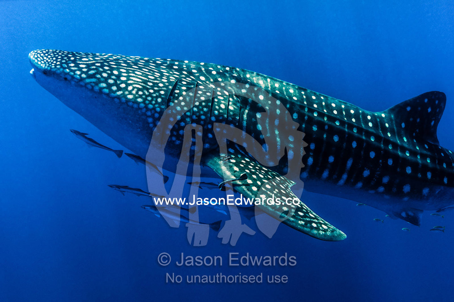 A shoal of Live Sharksuckers and Remora swim alongside a Whale Shark. Exmouth, Ningaloo Reef, Ningaloo Marine Park, Western Australia, Australia.
