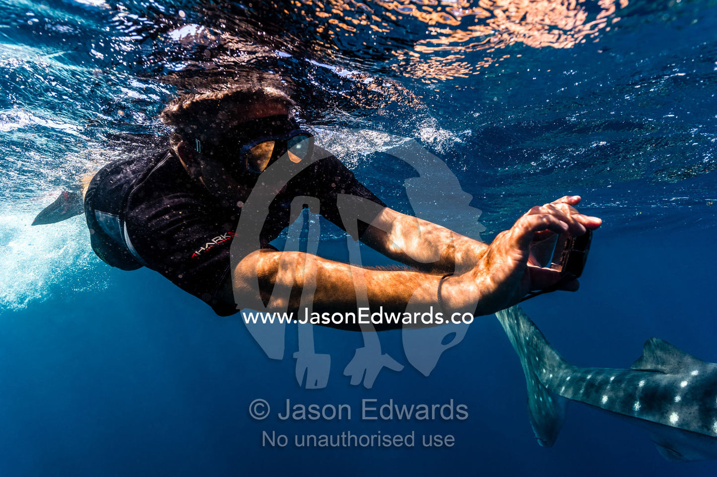 A scientist photographs Whale Shark skin markings for research. Exmouth, Ningaloo Reef, Ningaloo Marine Park, Western Australia, Australia.