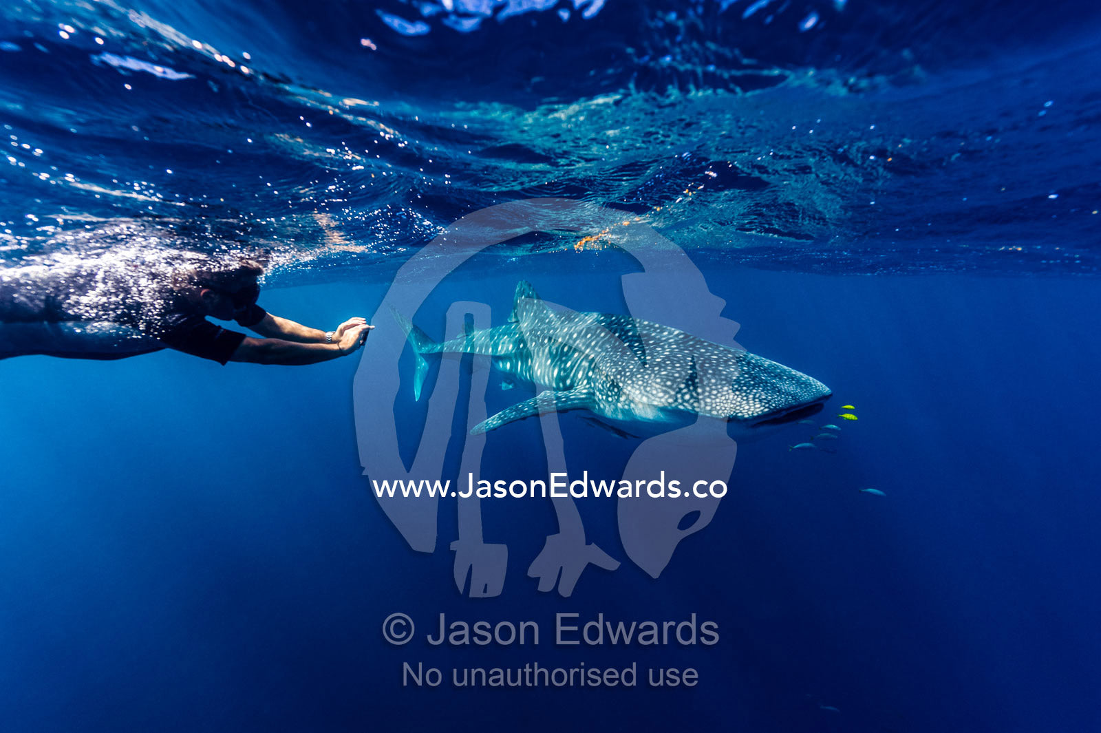 A scientist photographs Whale Shark skin markings for research. Exmouth, Ningaloo Reef, Ningaloo Marine Park, Western Australia, Australia.