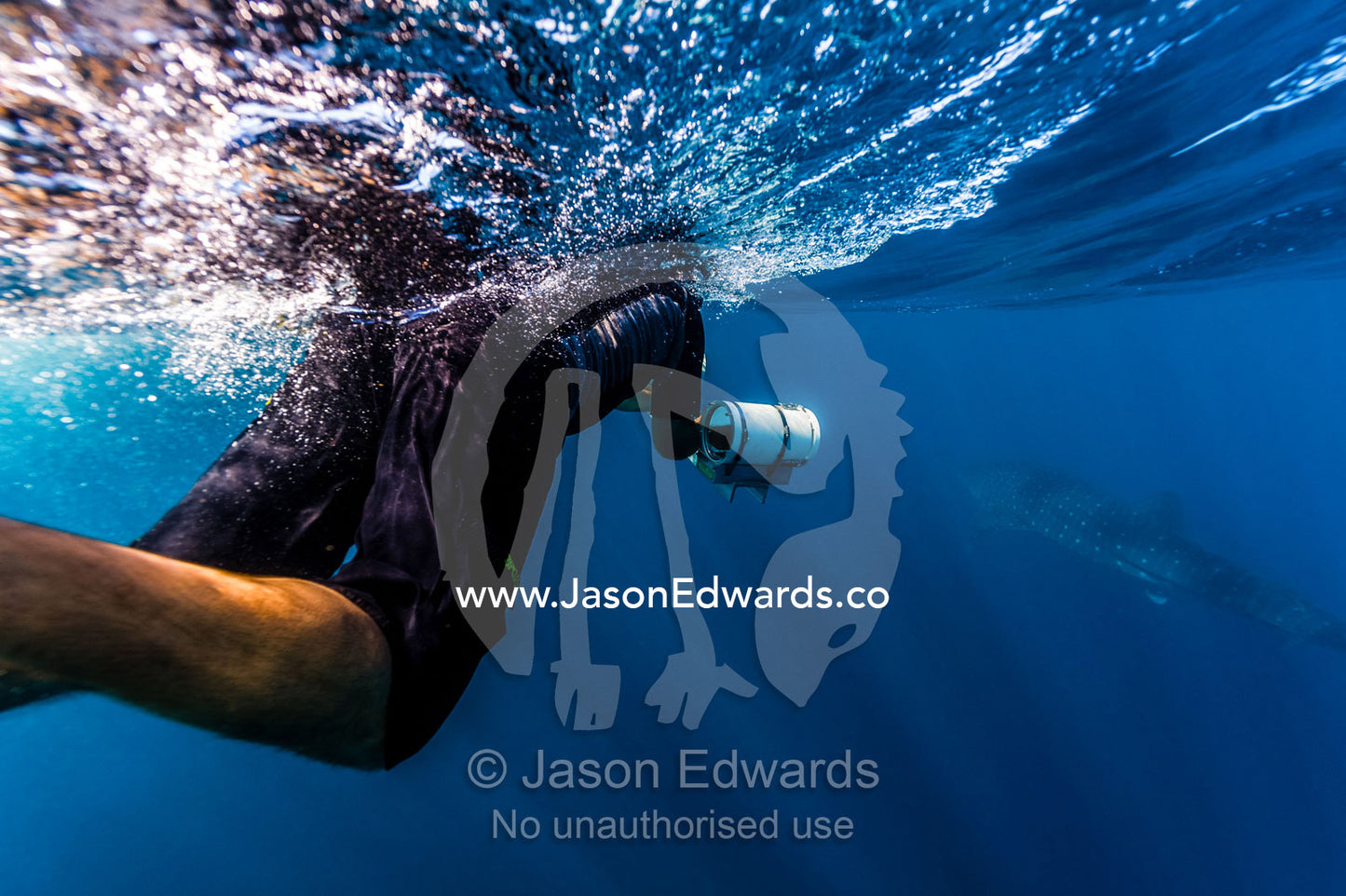 A scientist uses a stereo video camera to measure a Whale Sharks length. Exmouth, Ningaloo Reef, Ningaloo Marine Park, Western Australia, Australia.