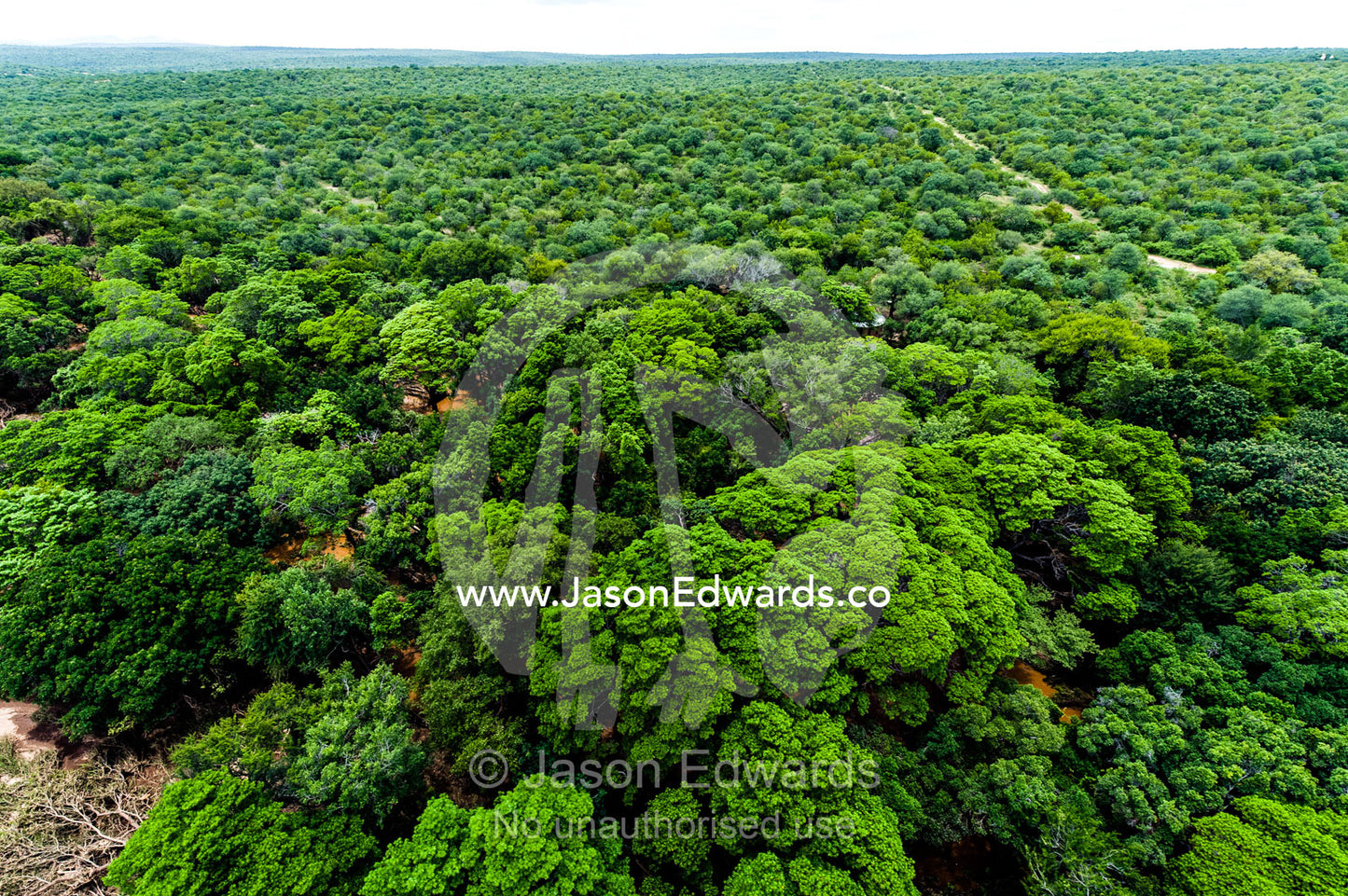 A dense, lush green forest canopy shrouds a vast plain adjacent to a flood plain. Kruger National Park, South Africa.