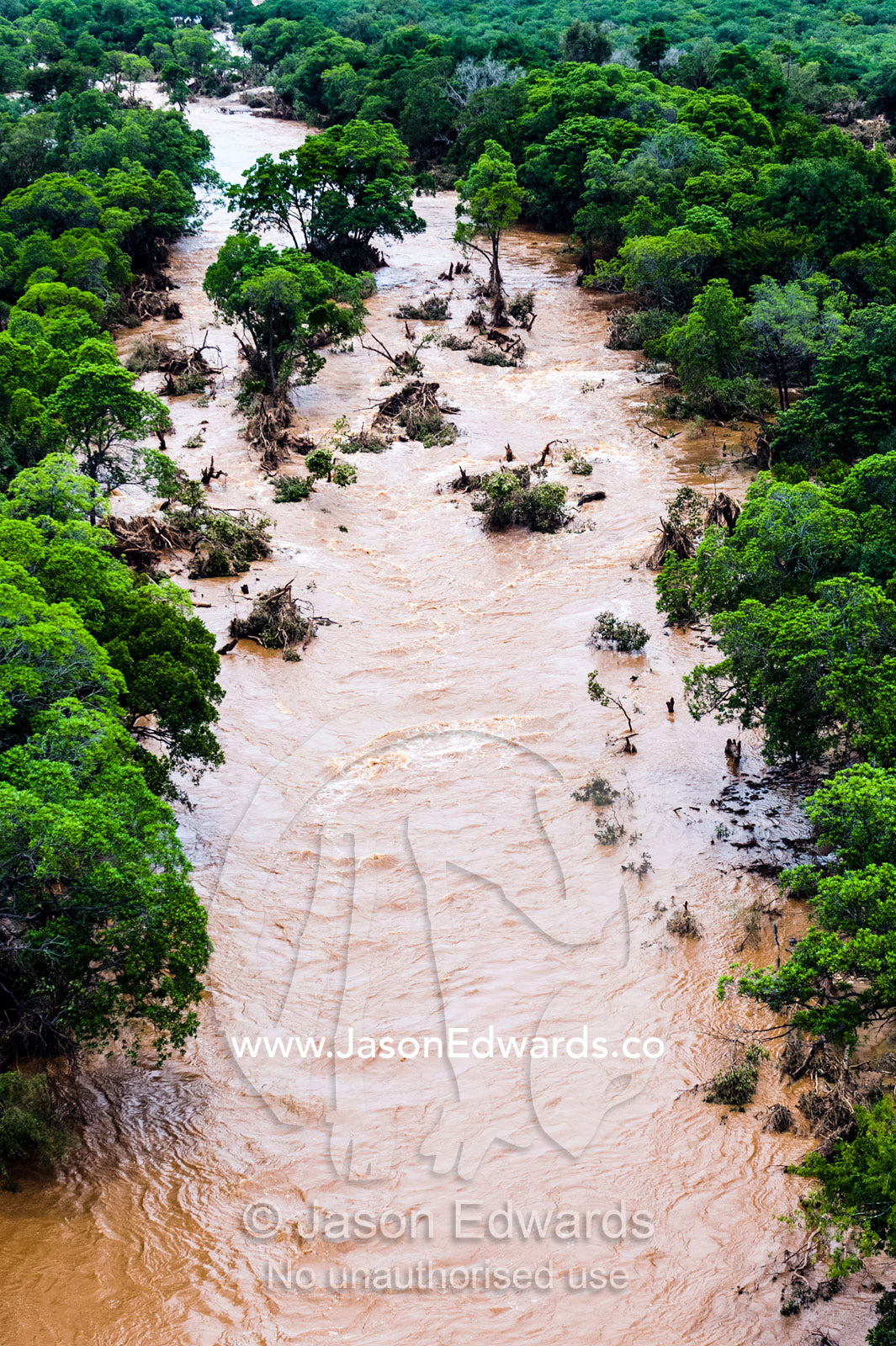 A flooded river carves its way through a dense savannah forest. Kruger National Park, South Africa.