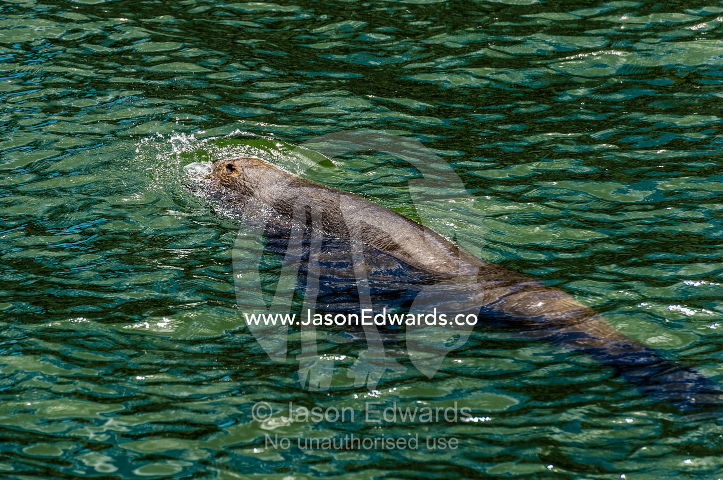 A Cape Fur Seal swimming between two wharves in a marina. Cape Town, Victoria and Alfred Waterfront, Western Cape, South Africa.