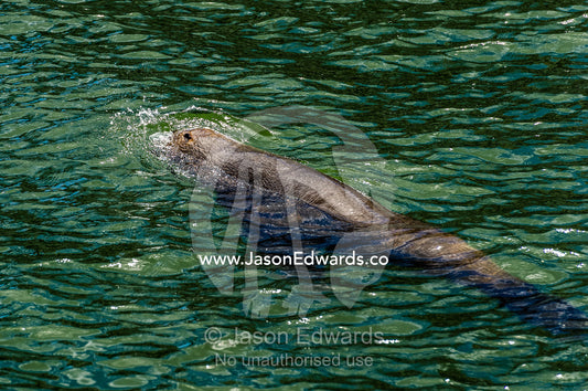 A Cape Fur Seal swimming between two wharves in a marina. Cape Town, Victoria and Alfred Waterfront, Western Cape, South Africa.