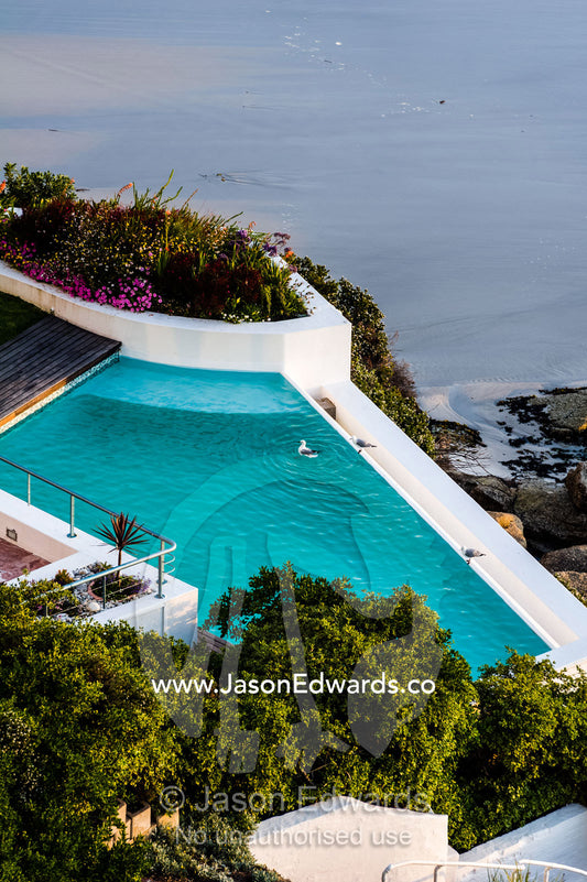 Sea gulls swim in a cliff top swimming pool overlooking the ocean. Clifton Beach, Cape Town, Western Cape, South Africa.