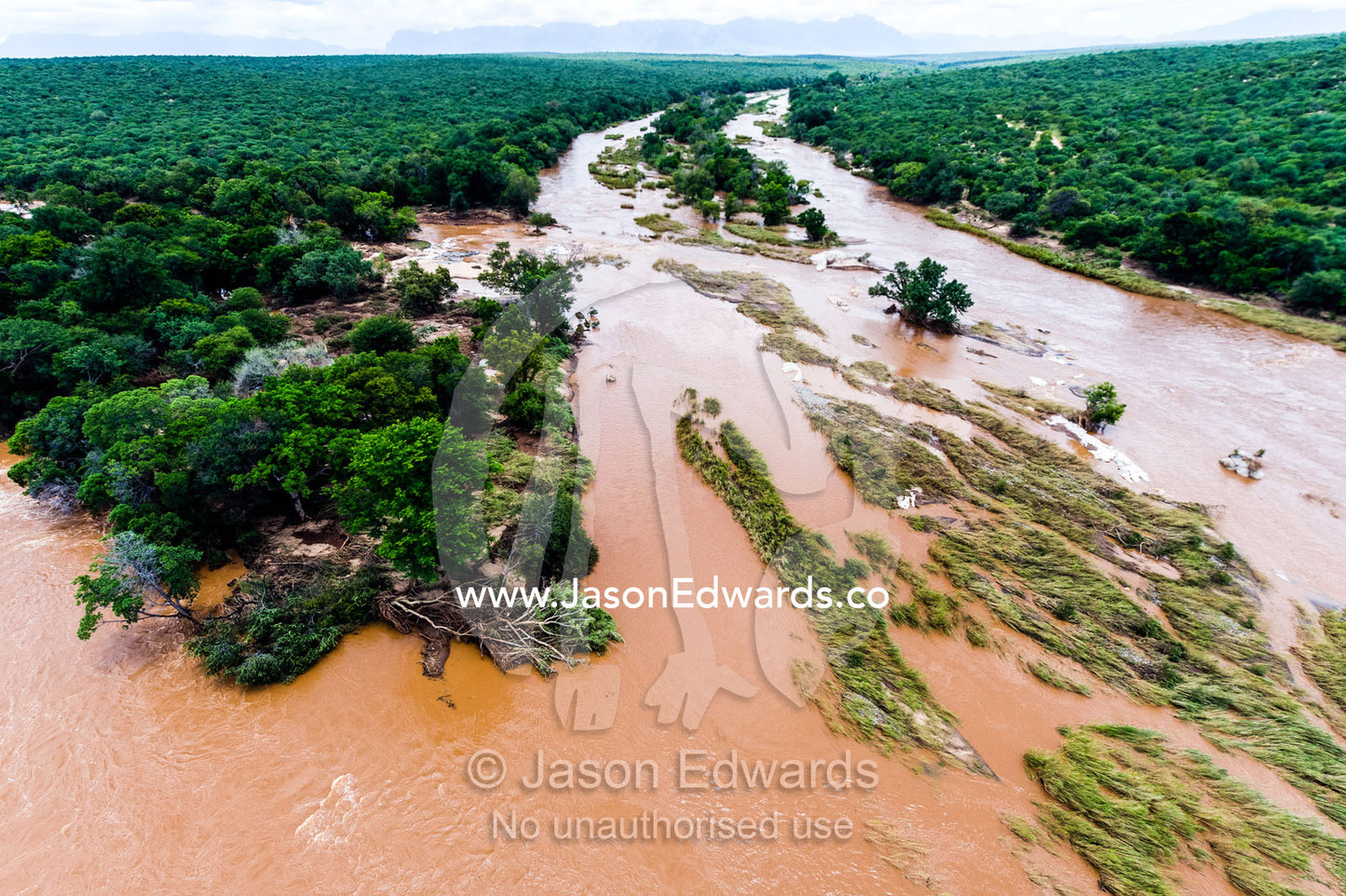 A flooded river pulses through dense forest carrying a silt load. Kruger National Park, South Africa.