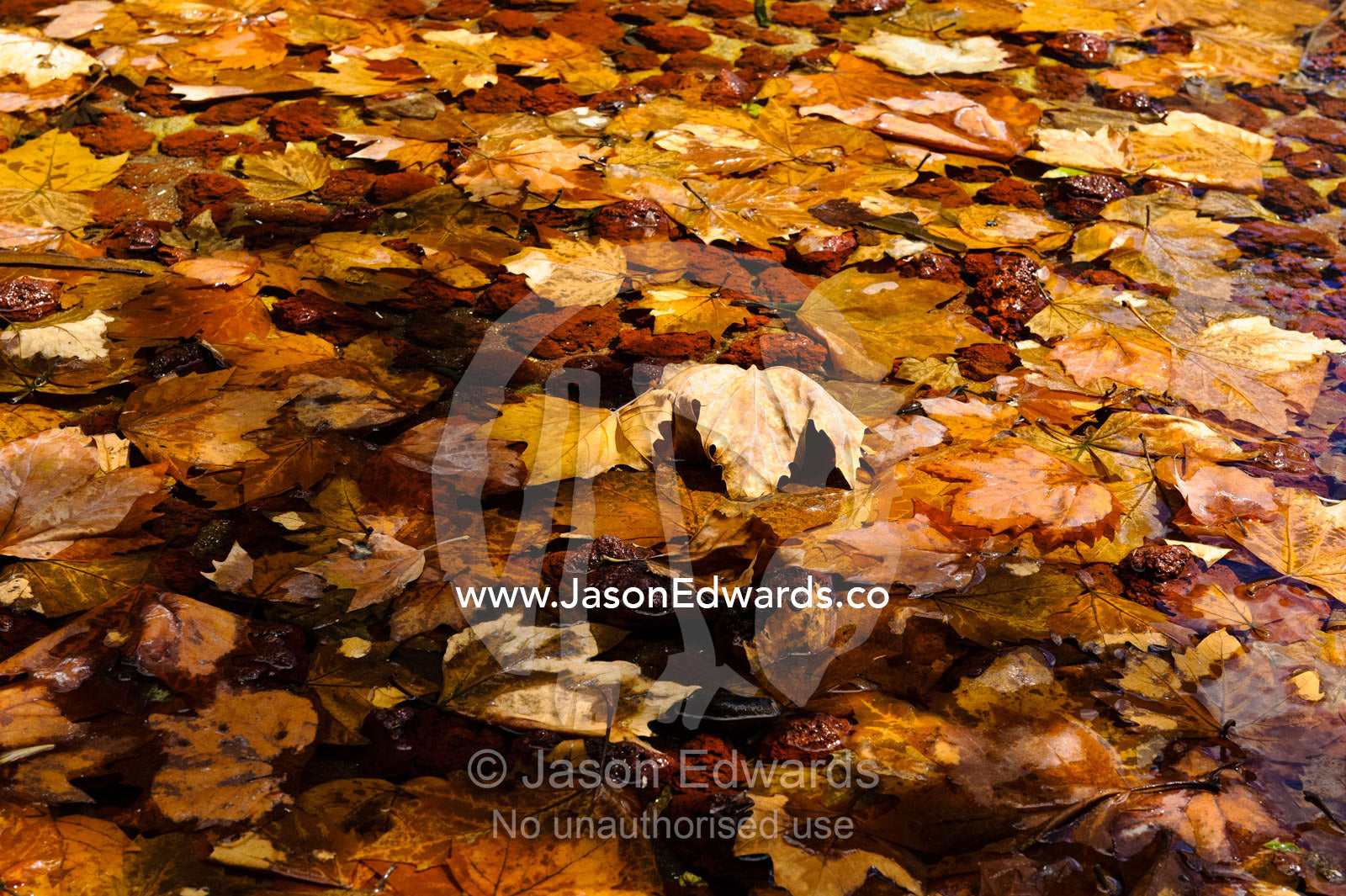 Discarded earthy Autumn leaves floating on the surface of a pond. Southbank, Melbourne, Victoria, Australia.