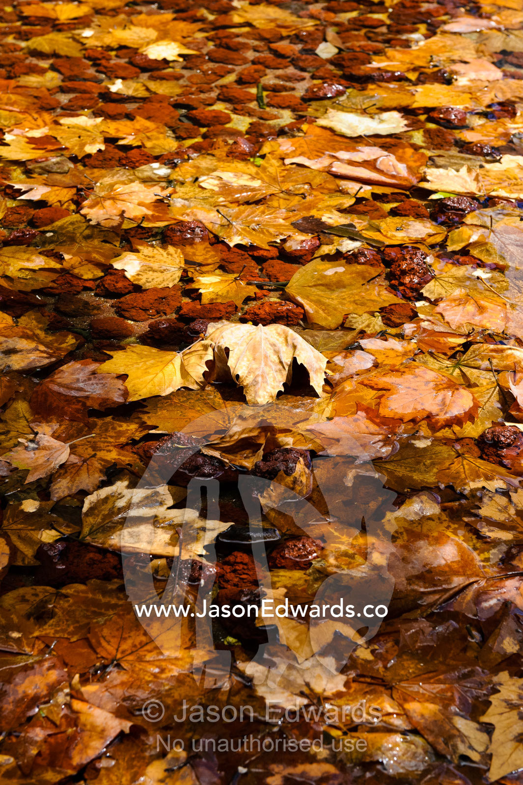 Discarded earthy Autumn leaves floating on the surface of a pond. Southbank, Melbourne, Victoria, Australia.