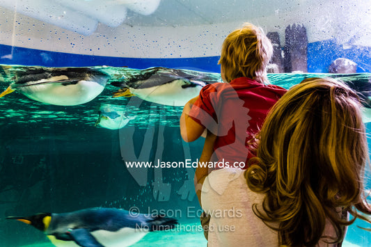A mother lifts her son to watch King Penguins swimming in an aquarium. Melbourne, Victoria, Australia.