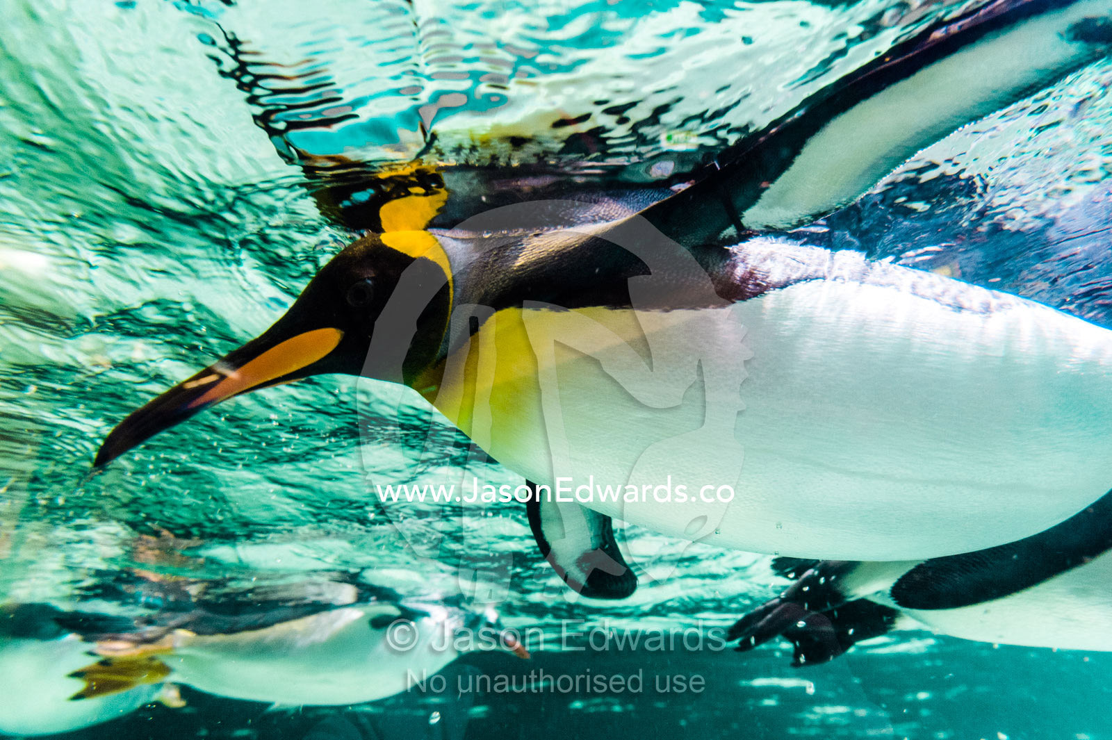 A King Penguin floating and swimming in a chilled aquarium tank. Melbourne, Victoria, Australia.
