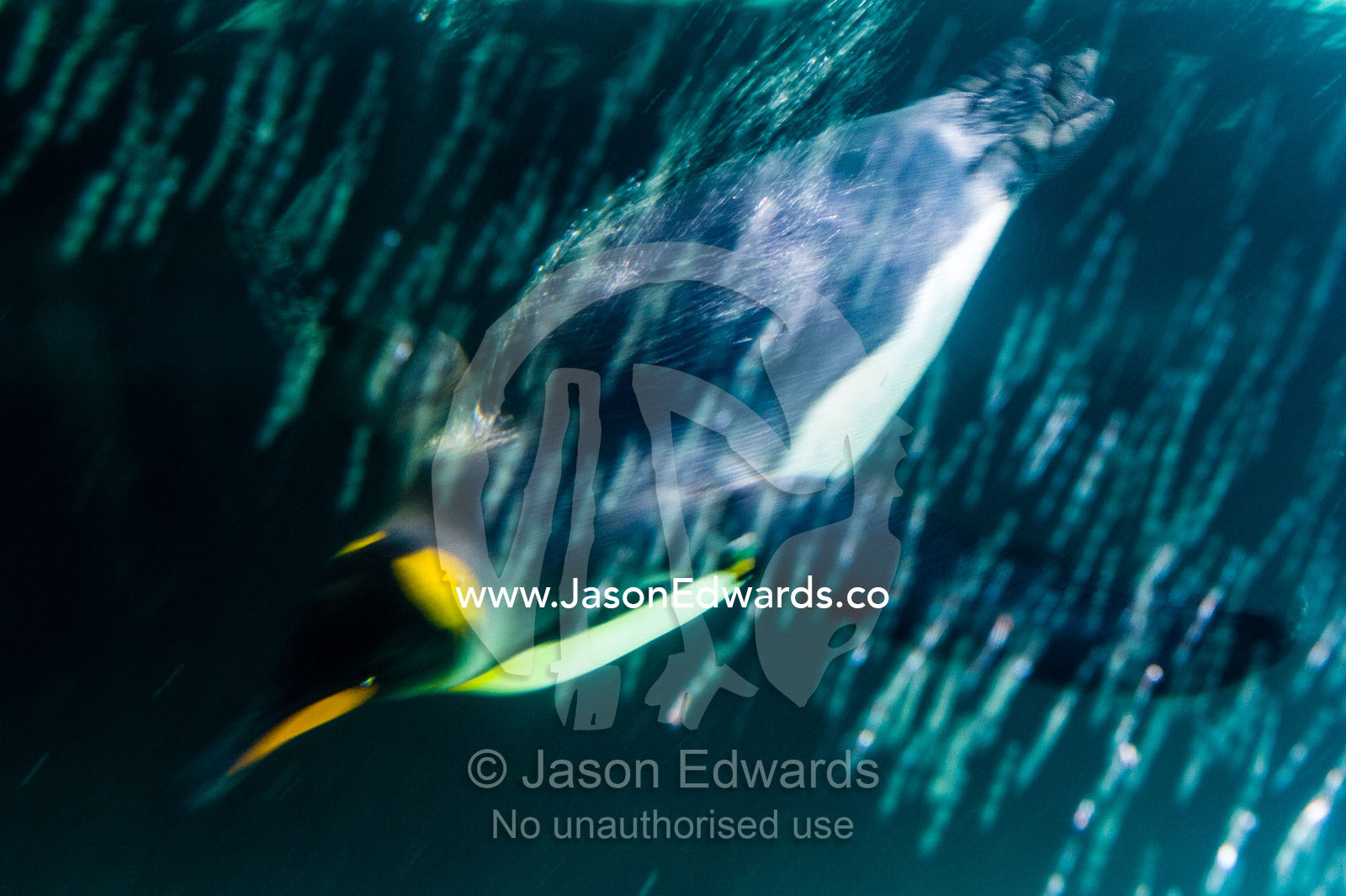A King Penguin swims through a curtain of bubbles as it dives. Melbourne, Victoria, Australia.