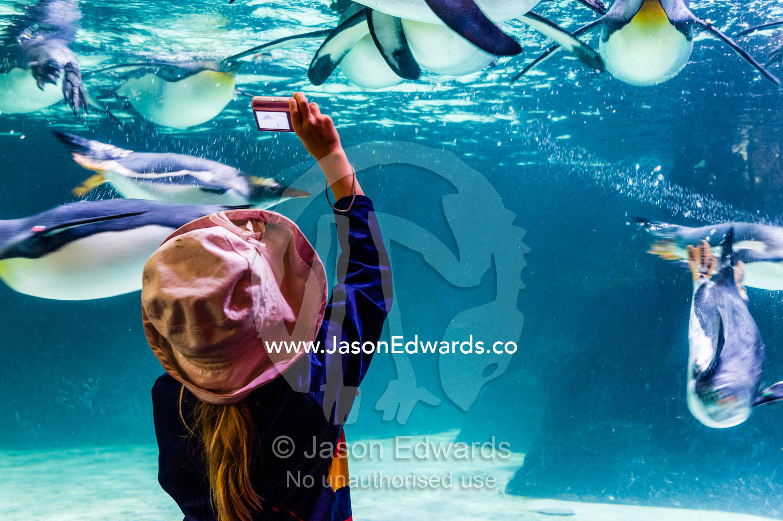 A girl photographs King Penguins swimming in an aquarium. Melbourne, Victoria, Australia.