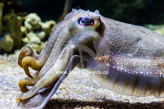 Delicate skin patterns on a Giant Cuttlefish used for communication. Melbourne, Victoria, Australia.
