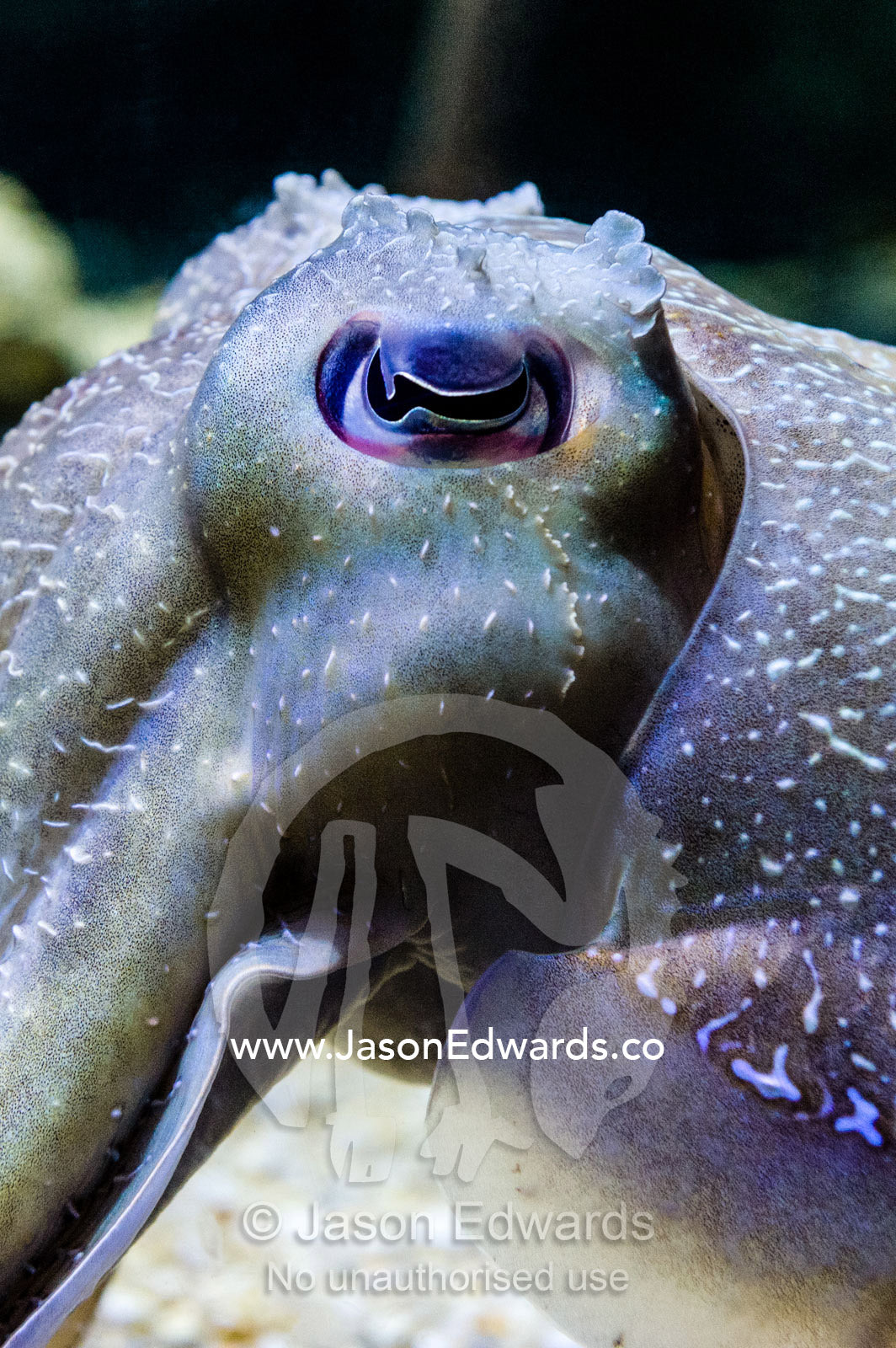 Delicate skin patterns and W-shaped eye on a Giant Cuttlefish. Melbourne, Victoria, Australia.
