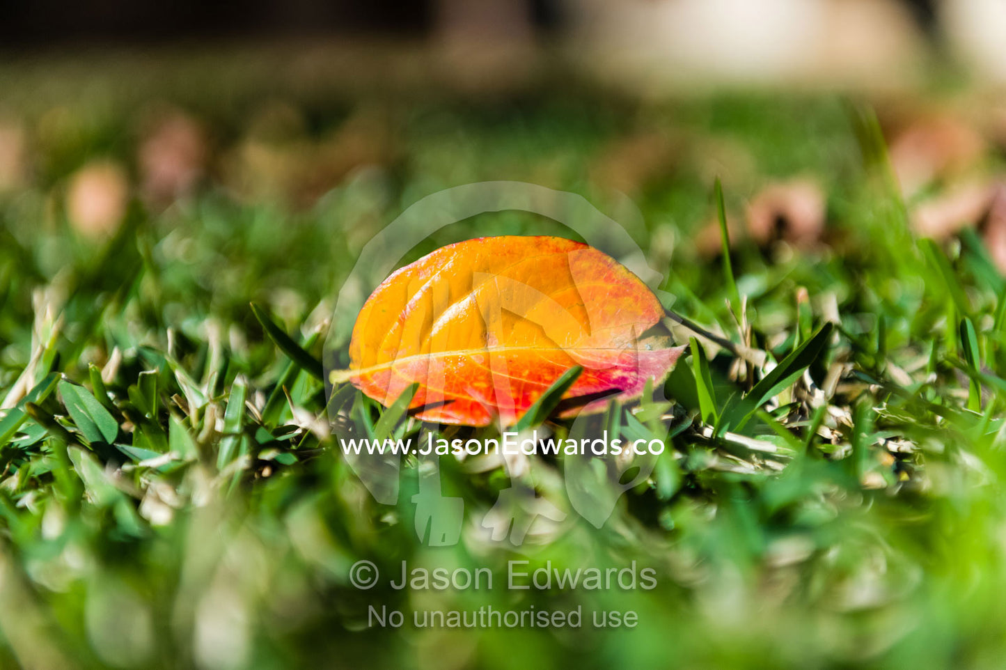 A deciduous leaf rests on a lawn after falling from the tree in Fall. The Sydney Mint, Sydney, New South Wales, Australia.
