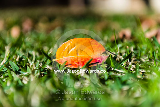 A deciduous leaf rests on a lawn after falling from the tree in Fall. The Sydney Mint, Sydney, New South Wales, Australia.