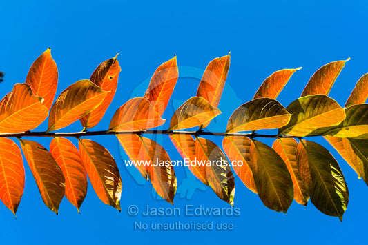 Backlit deciduous leaves against a clear blue Autumn sky. The Sydney Mint, Sydney, New South Wales, Australia.