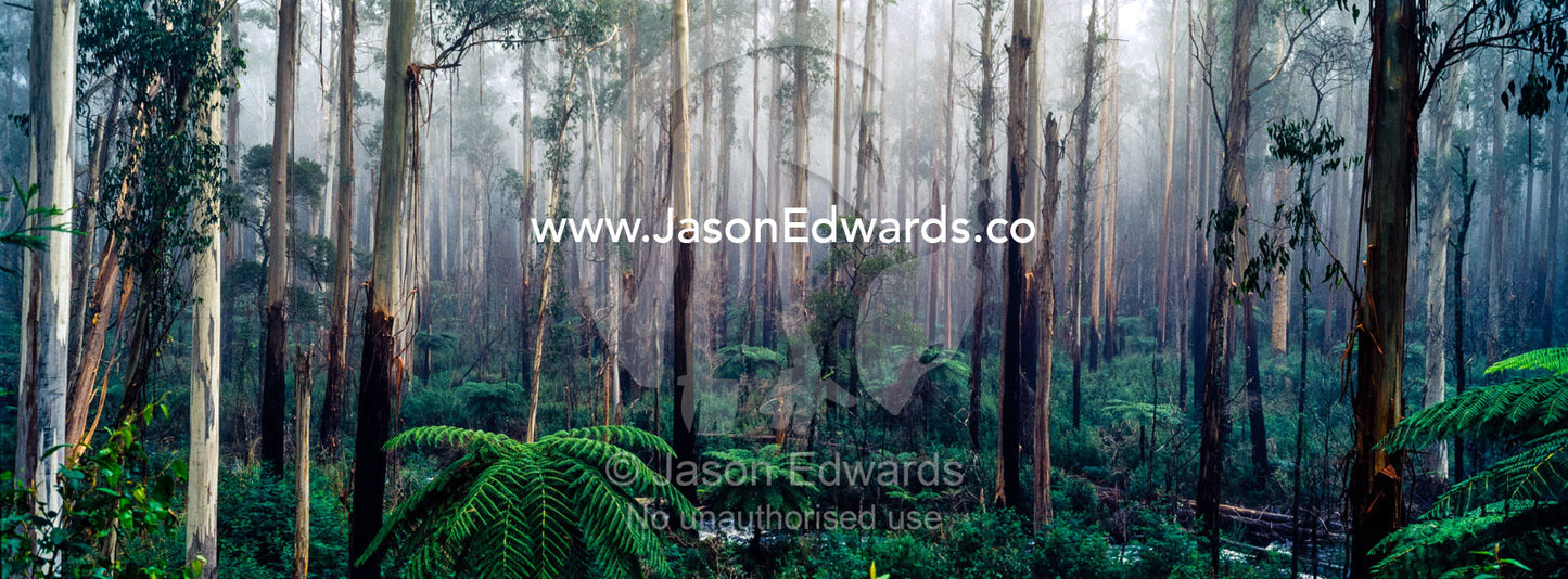 A fog filled valley of towering Mountain Ash trunks and Tree Ferns. Yarra Ranges National Park, Black Spur, Victoria, Australia.
