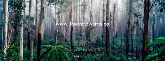 A fog filled valley of towering Mountain Ash trunks and Tree Ferns. Yarra Ranges National Park, Black Spur, Victoria, Australia.