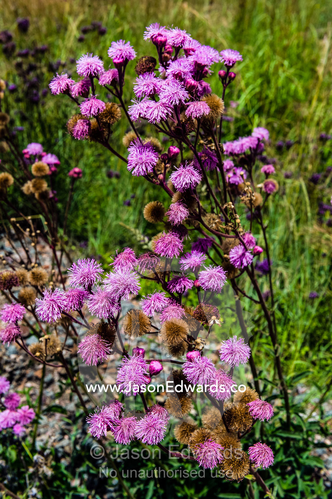 Vernonia oligocephala flowers are a favorite food of Rhinoceros. Rooiwal, Rooiwal Power Station, Gauteng Province, South Africa.
