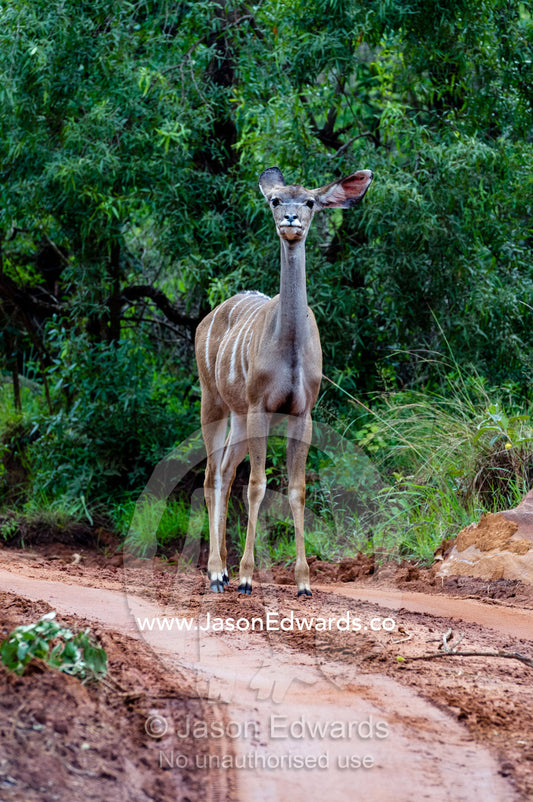 An alert female Greater Kudu pauses on a sandy forest track listening. Waterberg Mountains, Entabeni Game Reserve, Limpopo Province, South Africa.