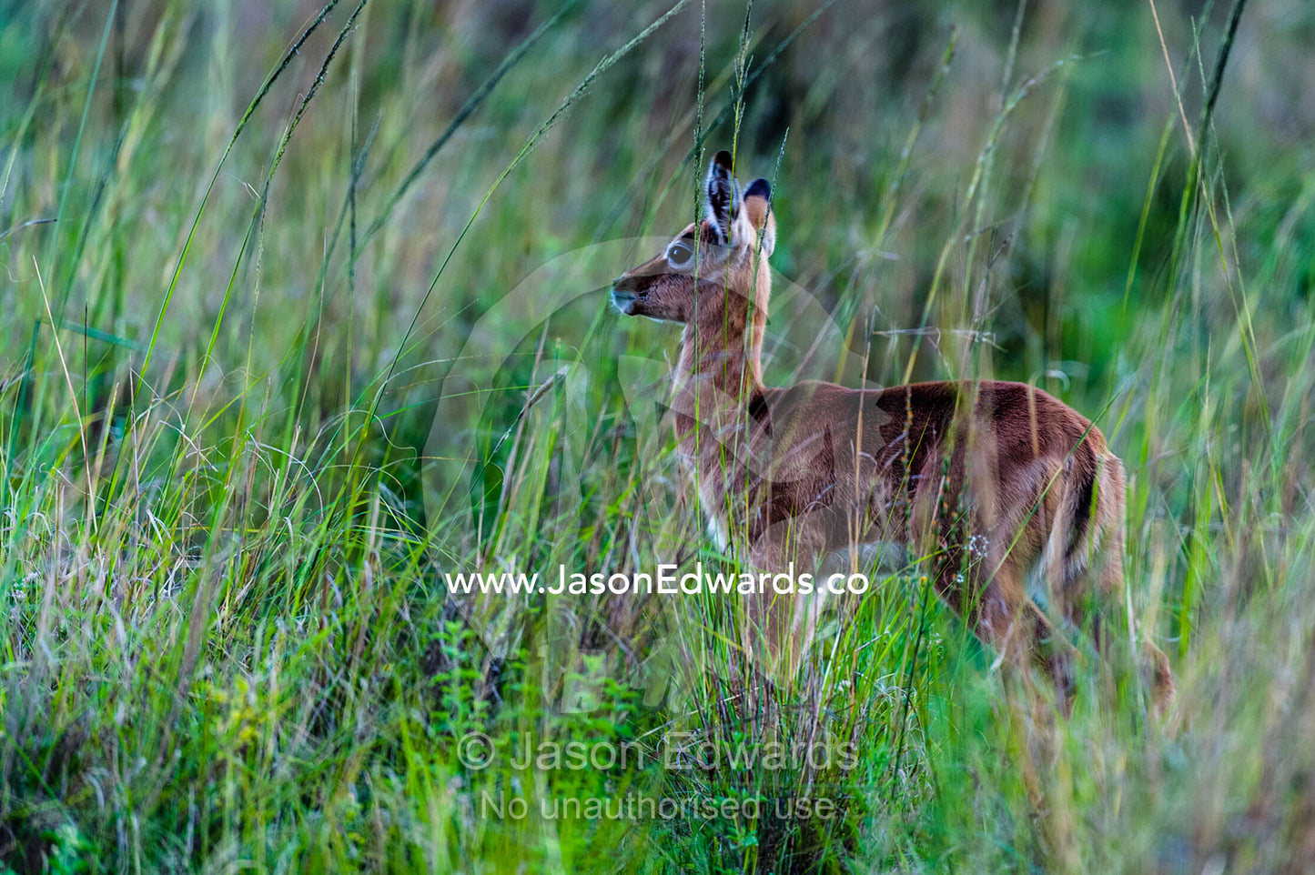 Alone, an alert Impala fawn peers cautiously from the tall grass. Waterberg Mountains, Entabeni Game Reserve, Limpopo Province, South Africa.