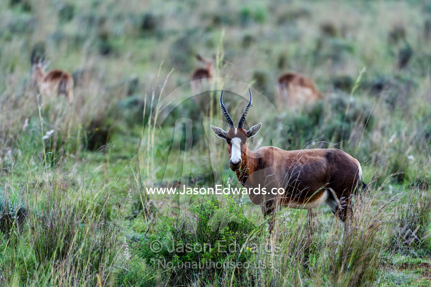 An alert Bontebok grazing on a tussock grass plain. Waterberg Mountains, Entabeni Game Reserve, Limpopo Province, South Africa.