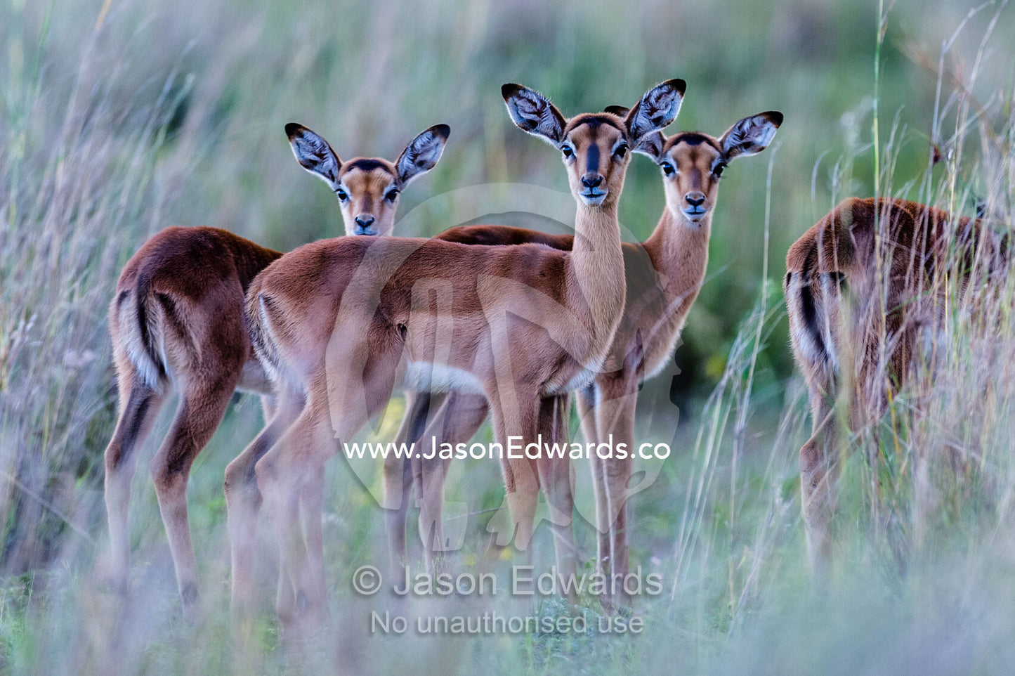 A creche of alert Impala fawns sheltering in tussock grassland. Waterberg Mountains, Entabeni Game Reserve, Limpopo Province, South Africa.