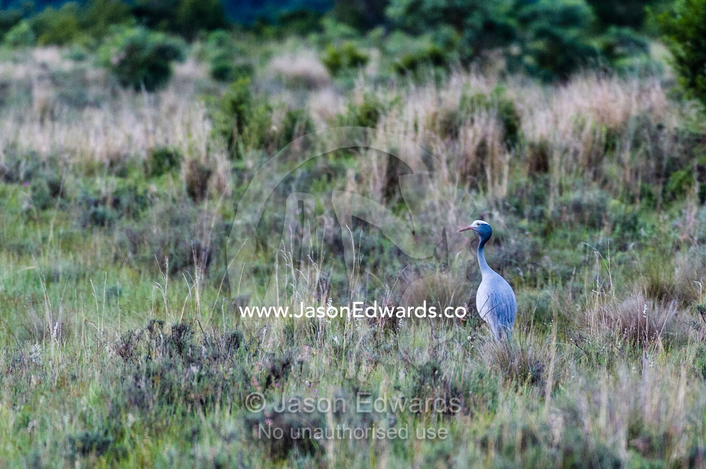 A vulnerable blue crane foraging on a vast grassland plain. Waterberg Mountains, Entabeni Game Reserve, Limpopo Province, South Africa.