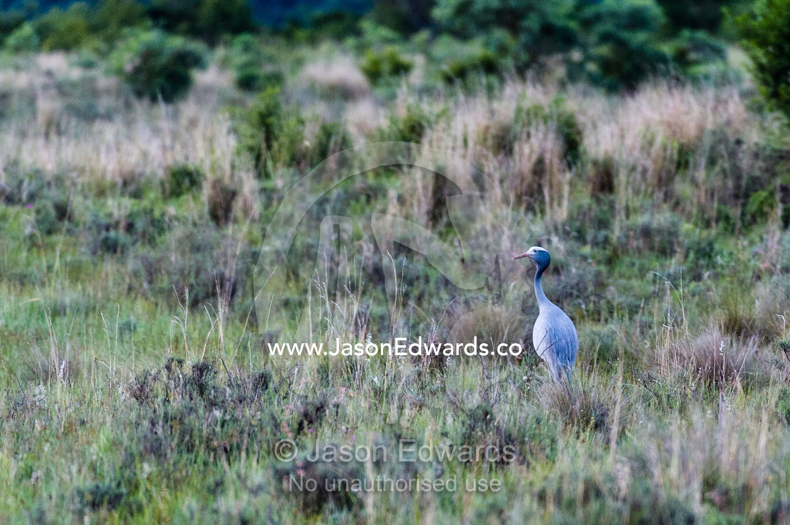 A vulnerable blue crane foraging on a vast grassland plain. Waterberg Mountains, Entabeni Game Reserve, Limpopo Province, South Africa.
