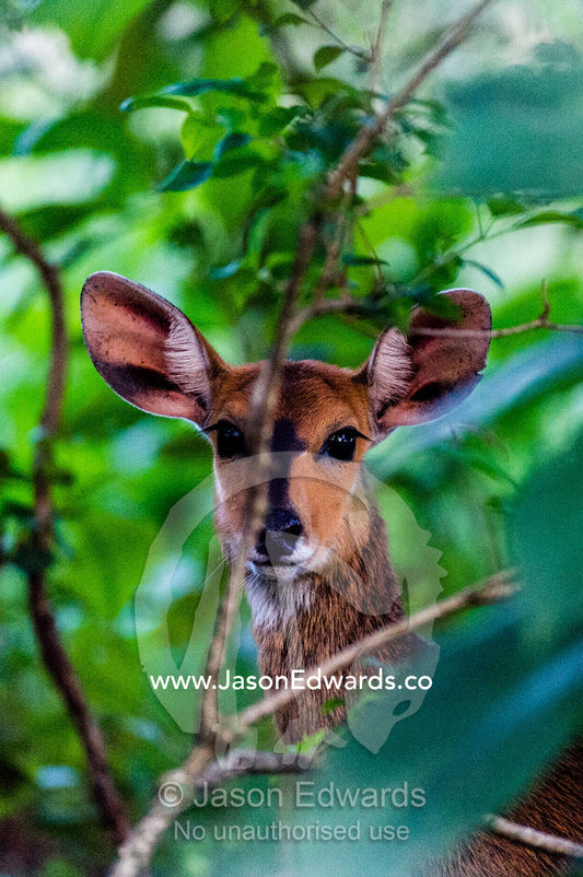 A Bushbuck peers through the under-storey foliage of a dense forest. Waterberg Mountains, Entabeni Game Reserve, Limpopo Province, South Africa.