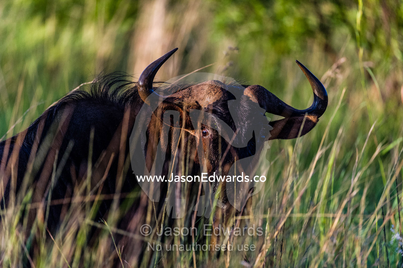 An alert Blue Wildebeest peers through tall grass at dawn. Waterberg Mountains, Entabeni Game Reserve, Limpopo Province, South Africa.